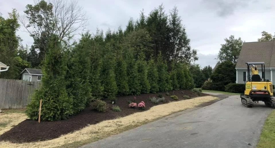 Established arborvitae hedge along a driveway