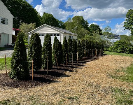 Row of arborvitae planted as a privacy screen