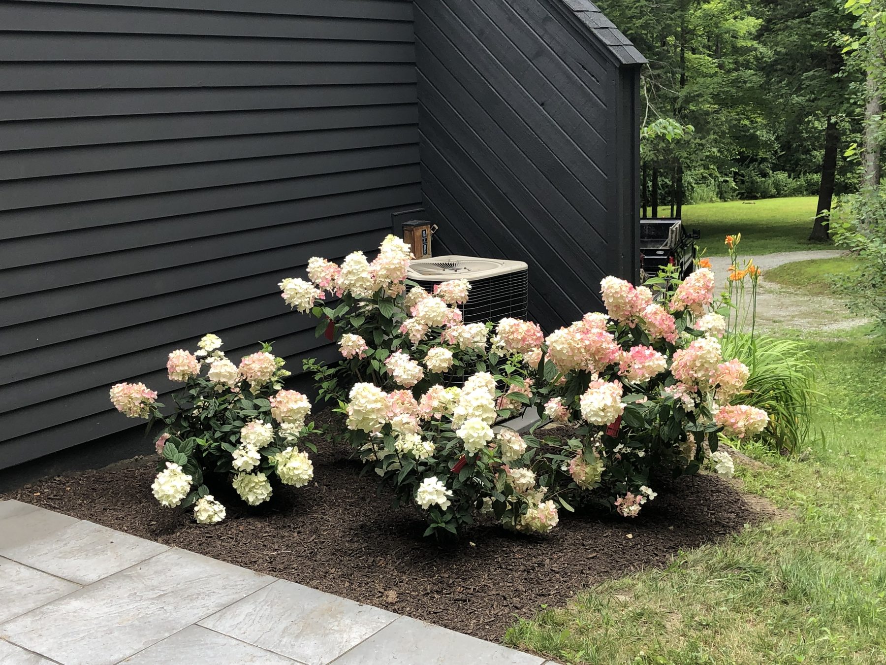 Hydrangea planting bed against dark siding