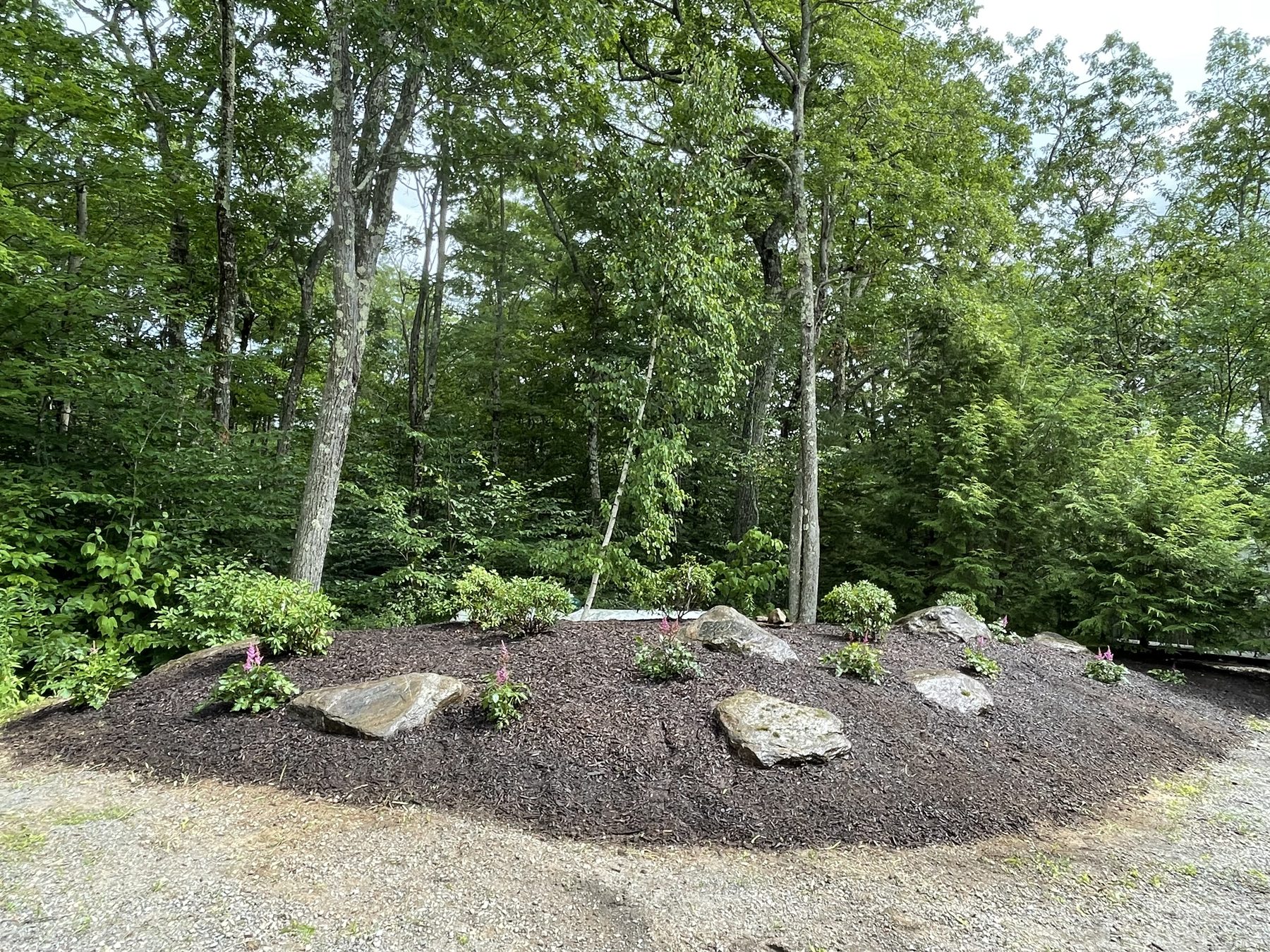 Mulched bed with boulders at a woodland edge